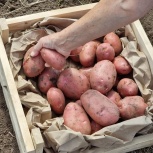 Быстрая доставка капусты, картошки, свеклы и моркови по Алтаю, Барнаул