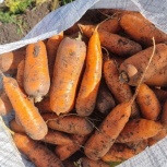 Свежий картофель, морковь, капуста и свекла весной в Алтайском крае, Барнаул