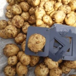 11 сортов картофеля от одного поставщика оптом, Барнаул